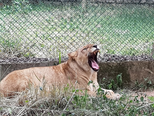 Lion in Bannerghatta National Park